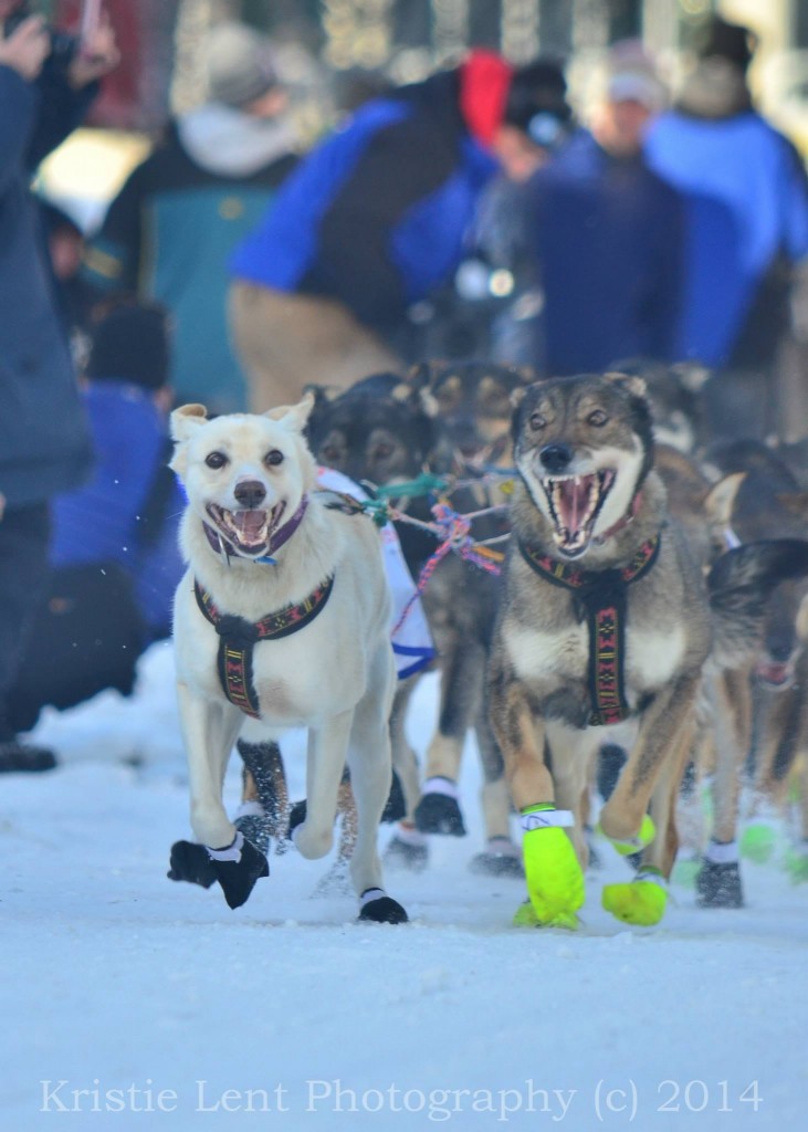 Kristie Lent caugh this great shot of Orchid and Sparrow at the Anchorage start of Iditarod 2014.