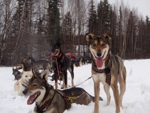 BedBug - Bug for short.  A stand out leader on this years Iditarod. Shown here in lead while the team rests during a training run.