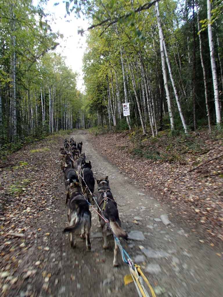Running past our homemade "Dogs on Trail" sign