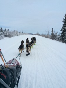 Snow & Sleds on the Denali Highway