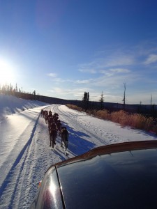 Running dogs off the truck on un-maintained roads.
