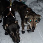 Ribdon and Thistle are 2 of the dogs who will be joining me on the Northern Lights 300
