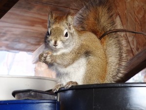 Lucky the Squirrel was supervising much of my drop bag preparations,as I counted and measured and talked to myself thinking out loud to check all my calculations. I think he thinks I am nuts.