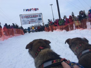 Leaders at the start of the 2015 Iditarod