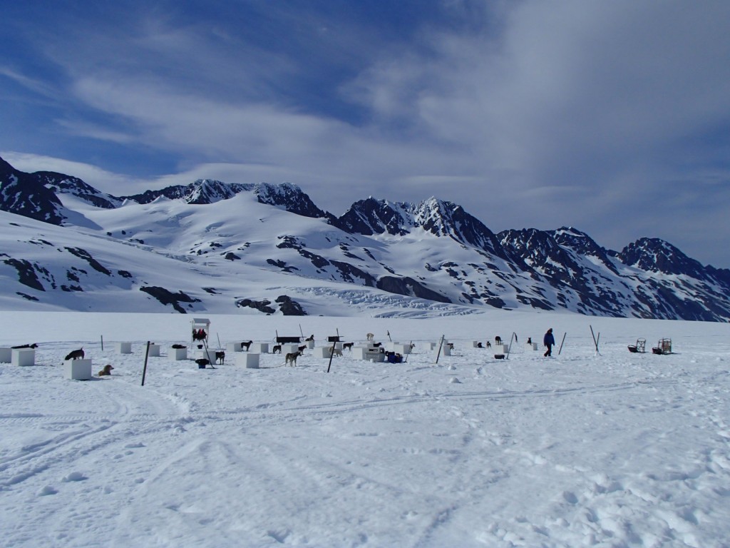 Dog Yard on the Colony Glacier