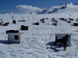 Dogs enjoying a sunny day on the glacier