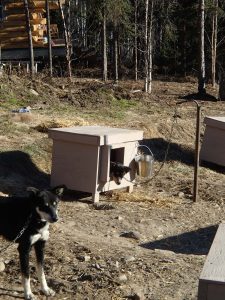 Hans and Sputnik hanging out in the yard, with the handlers cabin in the background