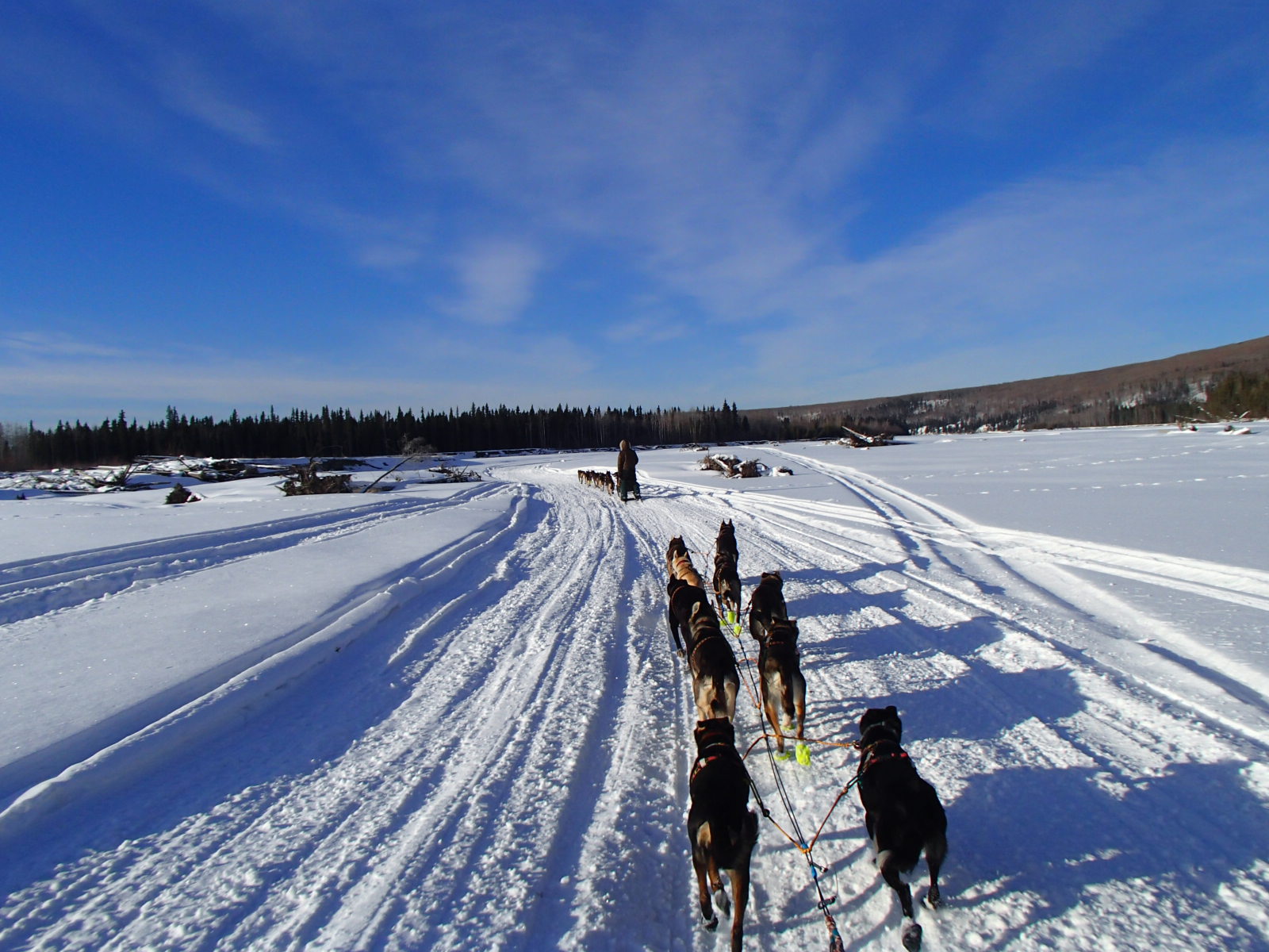 Teams on the Tanana River