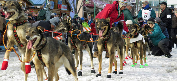 Excitement at the start of Iditarod.